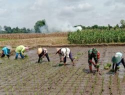 Kejar Swasembada Pangan, TNI di Blitar Bantu Petani Tanam Padi