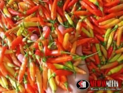 Harga Cabai Rawit Melonjak Drastis, Pedagang Sayur di Pujon: “Pembeli Banyak yang Mengeluh