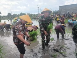Tingkatkan Swasembada Pangan Nasional, TNI di Tuban Turun Tanam Padi