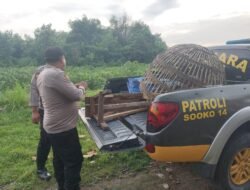 Polisi Bakar Arena Sabung Ayam di Desa Kedungmaling Mojokerto