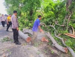 Antisipasi Kecelakaan, Polsek Gilimanuk Bersama Lintas Instasi Pangkas Pohon Perindang