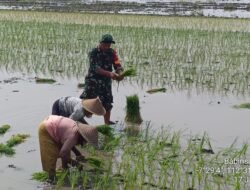 Menuju Kemandirian Pangan, TNI Langsung Beri Semangat dan Motivasi Bagi Petani