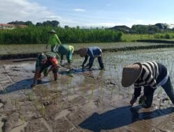 Dukung Ketahanan Pangan, Tentara di Blitar bersama Petani Tanam Padi