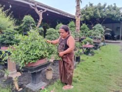 Warga Desa Banyuanyar Tengah Probolinggo Kreatif Buat Tanaman Bonsai