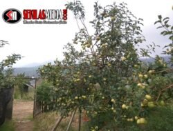Wisata Petik Apel di Kota Batu, Destinasi Favorit Liburan Keluarga
