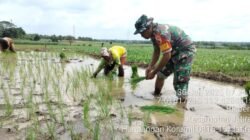 Dukung Ketahanan Pangan, Tentara di Jatirejo Dampingi Petani Desa Bleberan Tanam Padi