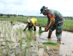 Dukung Ketahanan Pangan, Tentara di Jatirejo Dampingi Petani Desa Bleberan Tanam Padi