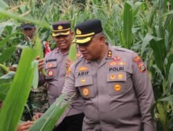 Polres Badung Sukses Panen Raya Jagung Manis di Bongkasa