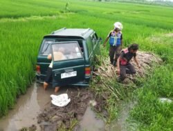 Mobil Panther Terjun ke Sawah, Beruntung Sopir Selamat