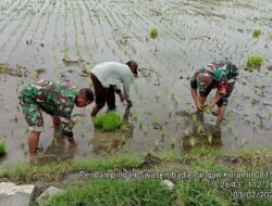 Dukung Swasembada Pangan TNI di Gedeg Turun Sawah