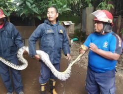Ular Piton 3 Meter Masuk Kandang, 2 Peliharaan Ayam Dimangsa