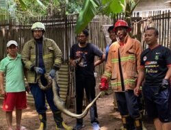 Teror Ternak Warga, Ular Piton Dievakuasi Damkar Sumenep