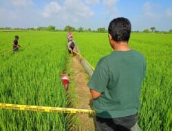 Penemuan Mayat Mr X Di Sawah Warga, Gegerkan Desa Jogodalu Kecamatan Benjeng