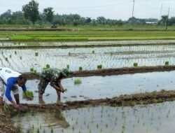 Wujud Nyata Dukung Hanpangan, TNI di Mojokerto Bantu Petani