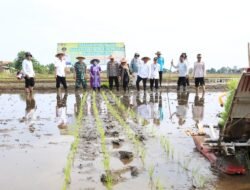 Perkuat Swasembada Pangan, Pemkot Probolinggo Siap Kembangkan Padi Organik