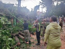 Polisi Bersama Tim Gabungan Evakuasi Pohon Tumbang di Kota Mojokerto