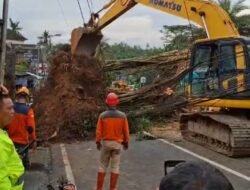 Puting Beliung Robohkan Beringin Besar di Darmasaba, Jalan Utama Lumpuh