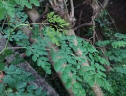 Daun Kelor, “Pohon Ajaib” yang Kaya Nutrisi dan Manfaat Kesehatan