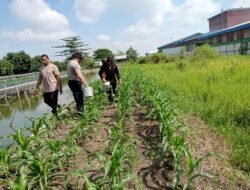 Warga Bersama Anggota polsek Krian Tinjau Ketahanan Pangan Tanaman Jagung