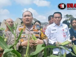 Dukung Program Nasional, Polresta Malang Kota Gelar Panen Raya Jagung Serentak