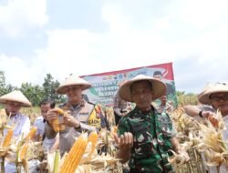 Kapolres Lamongan Bersama Forkopimda Panen Raya Jagung Serentak Di Desa Tebluru