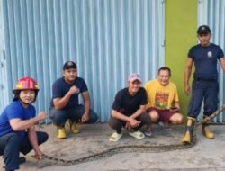 Ular Piton di Sumenep Masuk Rumah, Sejam Baru Berhasil Dievakuasi Damkar