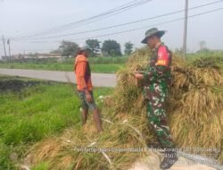 Babinsa Koramil 0815/05 Gedeg Dampingi Panen Padi di Desa Gembongan