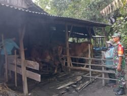 Cegah PMK, Babinsa Koramil 0815/06 Kemlagi Dampingi Vaksinasi dan Pengobatan Ternak