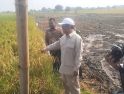 Kunjungan Kerja, Mentan Amran Apresiasi Produksi dan Serapan Gabah Yang Baik di Gresik