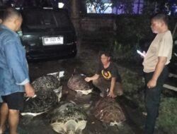 Satpol Airud Polres Jembrana Gagalkan Penyelundupan Penyu, Pelaku Kabur dan Masih Diburu