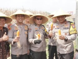 Kapolda Jawa Timur Panen Raya Jagung di Prambon Sidoarjo