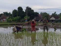 Babinsa Dlanggu Dampingi Petani, Dukung Ketahanan Pangan di Mojokerto