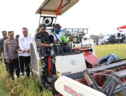 Produksi Padi Capai 194 Ribu Ton, Wabup Alif Apresiasi Kemajuan Sektor Pertanian Secara Signifikan