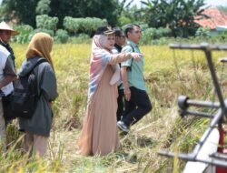 Di Hadiri Wawali Ina Buchori, Kota Probolinggo Ikuti Panen Padi Serentak