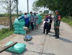 TNI di Jatipasar Dampingi Bulog Serap Gabah Petani