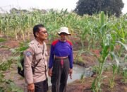 Jajaran Polresta Sidoarjo Tinjau Perkembangan Tanaman Jagung Bersama Petani