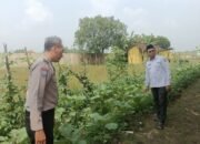 Program Asta Cita Presiden, SDN Kedung Sugo I Manfaatkan Lahan Kosong untuk Ketahanan Pangan