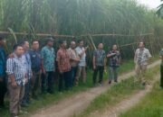 PG.Pesantren Baru, Siap Menggiling Tebu 832.949 ton di Musim Giling 2025