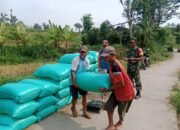 TNI Pacet Aktif Dampingi Serapan Gabah Petani di Warugunung