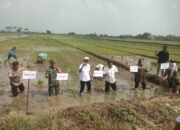 Tiga Pilar Kompak Dukung Ketahanan Pangan Nasional Lewat Penanaman Padi Serentak