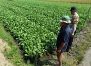 Polresta Sidoarjo Melalui Bhabinkamtibmas Desa Wonokupang mendukung program ketahanan pangan
