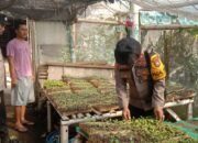 Dukung Swasembada Pangan, Polsek Sukodadi Monitoring Pekarangan Bergizi Warga