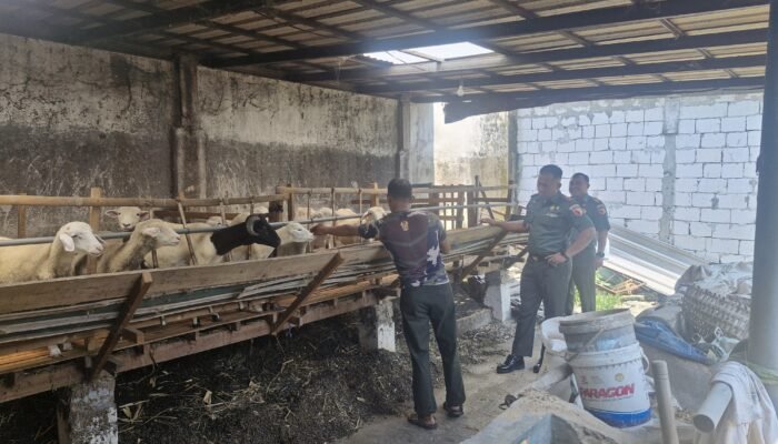 Ketulusan Dibalik Seragam: Dandim 0815/Mojokerto Apresiasi Prajurit Bangun Usaha Peternakan Kambing