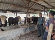 Menanam Inspirasi, Memanen Kemandirian: Dandim 0815/Mojokerto Kunjungi Peternakan Milik Prajurit