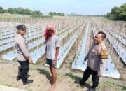 Dukung Ketahanan Pangan Polresta Sidoarjo Melalui Desa Seduri Balongbendo