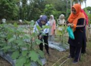 Ketua PKK Asahan Panen Hasil Pemanfaatan Lahan di 2 Lokasi Hatinya PKK
