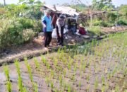 Polresta Sidoarjo, Melalui Bhabinkamtibmas Desa Gagangkepuhsari Mendukung Program ketahanan Pangan