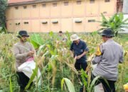 Progres Ketahan Pangan Asta Cita Panen Raya Tahap Dua Tanama Jagung Polri Cinta Petani