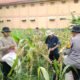 Progres Ketahan Pangan Asta Cita Panen Raya Tahap Dua Tanama Jagung Polri Cinta Petani