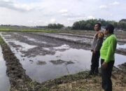Progres Ketahanan Pangan Polri Cinta Petani Melalui Polsek Balongbendo